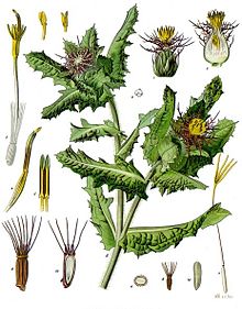 Centaurea_benedicta_-_Köhler–s_Medizinal-Pflanzen-043.jpg